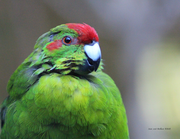 The Birds of New Zealand