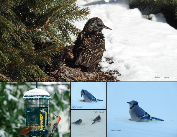 The Birds of the Midwest: 2020 Calendar