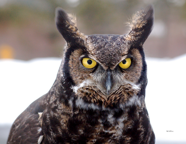 The Birds of Oregon: 2020 Calendar