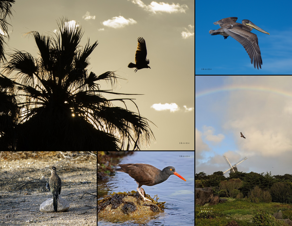 The Birds of California: 2020 Calendar