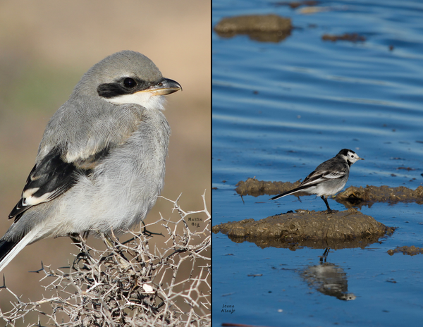 The Birds of Spain: 2020 Calendar