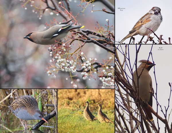 The Birds of England: 2020 Calendar