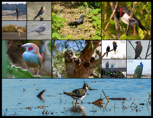 The Birds of the World: 2020 Calendar