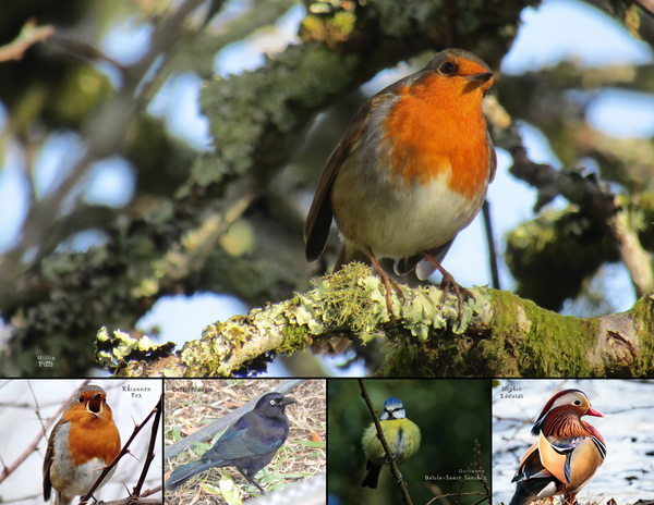 The Birds of England: 2020 Calendar