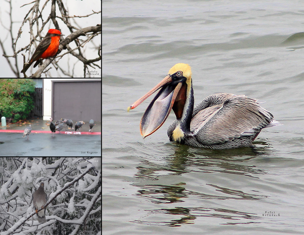 The Birds of California: 2020 Calendar