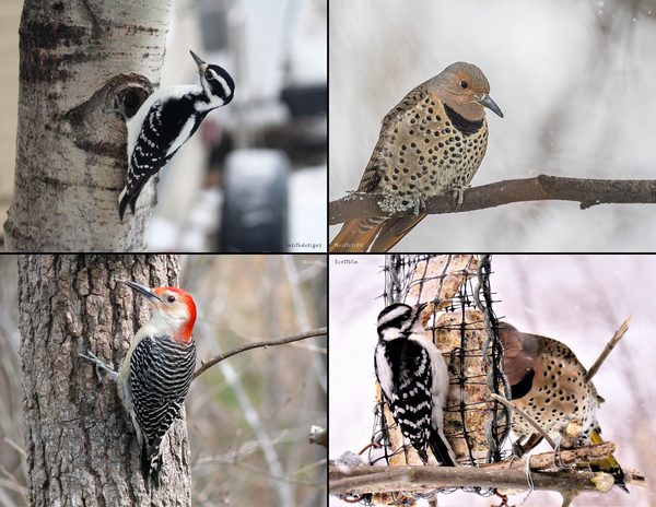 The Birds of New Jersey: 2020 Calendar