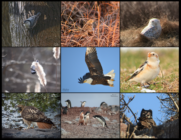 The Birds of the World: 2020 Calendar
