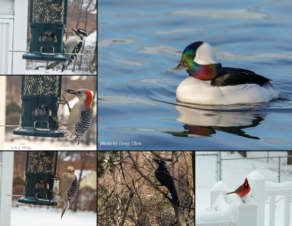 The Birds of New York: 2020 Calendar
