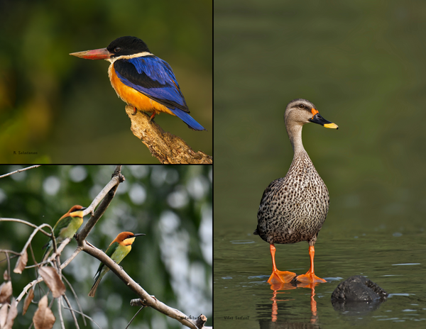 The Birds of Asia: 2020 Calendar