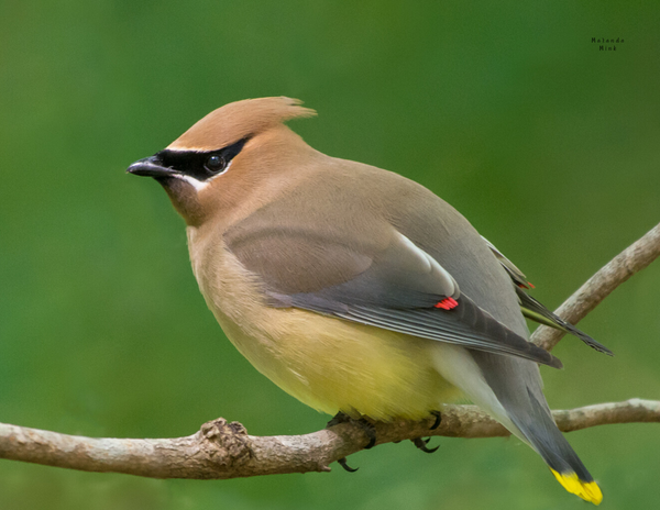 The Birds of the South: 2020 Calendar