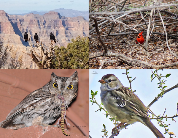 The Birds of Arizona: 2020 Calendar
