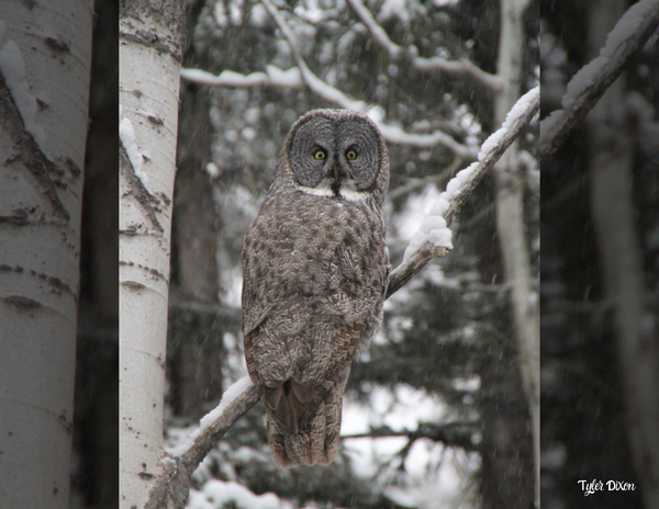 The Birds of Canada: 2020 Calendar