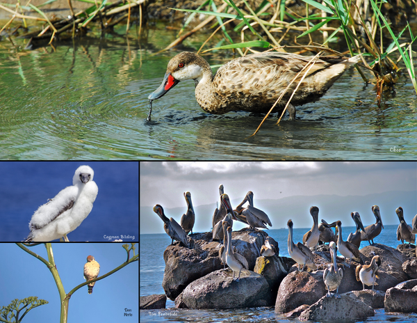 The Birds of Mexico, Central America, and the Caribbean: 2020 Calendar