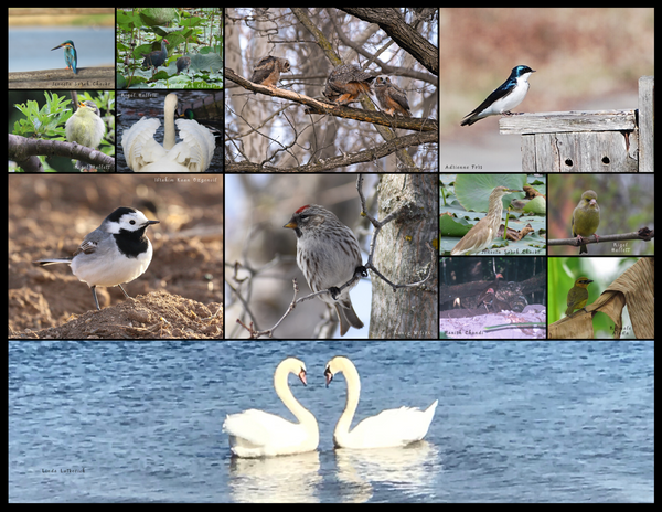 The Birds of the World: 2020 Calendar