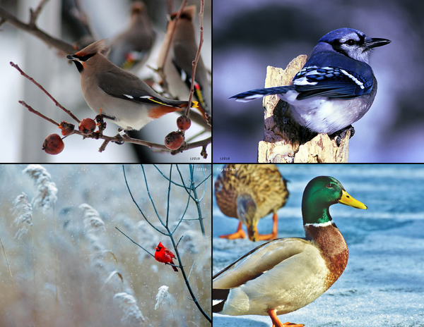The Birds of New Jersey: 2020 Calendar