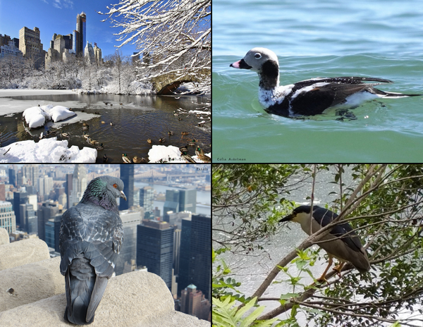 The Birds of New York: 2020 Calendar