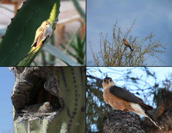 The Birds of Arizona: 2020 Calendar