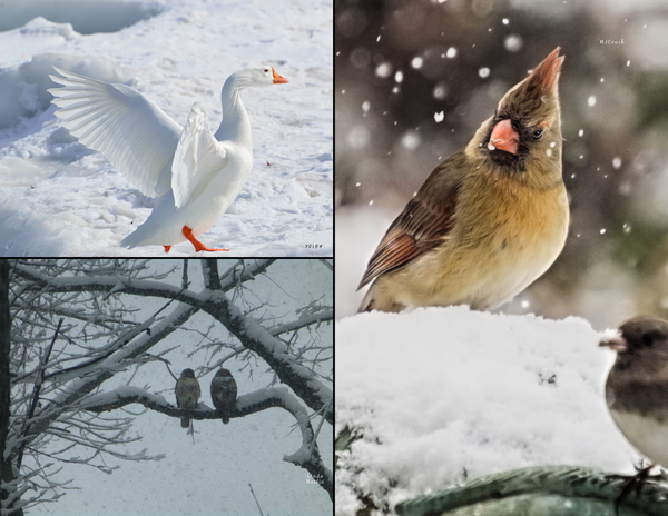 The Birds of Pennsylvania: 2020 Calendar