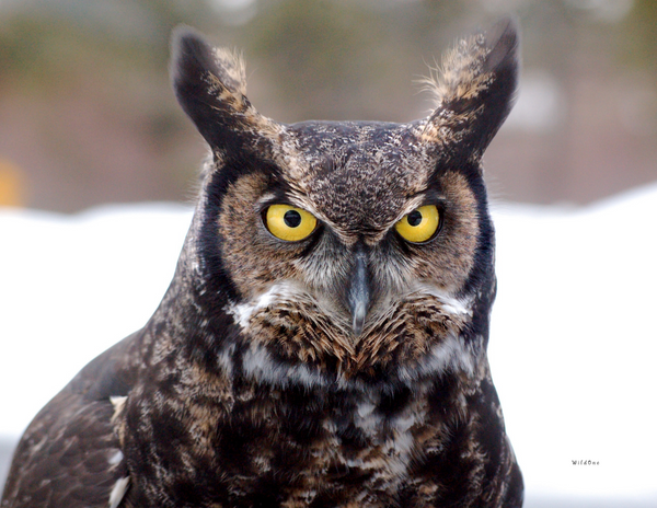 The Birds of Alaska: 2020 Calendar