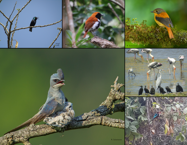 The Birds of Asia: 2020 Calendar