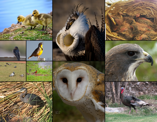 The Birds of the West: 2020 Calendar