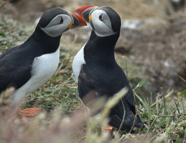 The Birds of Scotland: 2020 Calendar