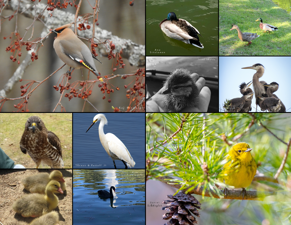 The Birds of the East Coast: 2020 Calendar