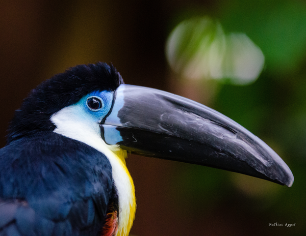 The Birds of South America: 2020 Calendar