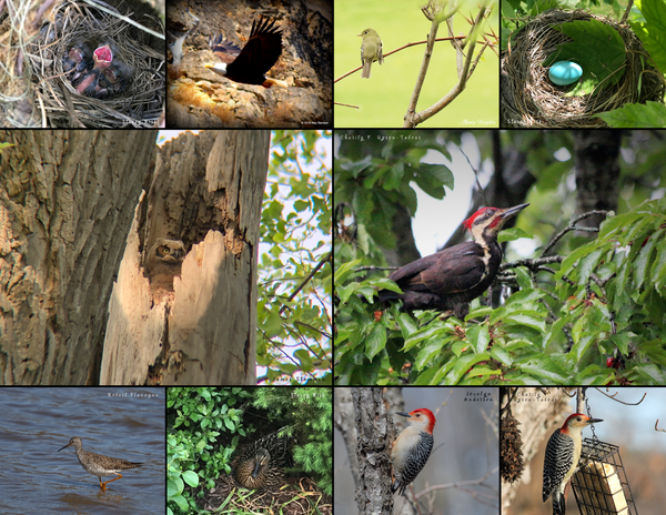 The Birds of the Midwest: 2020 Calendar