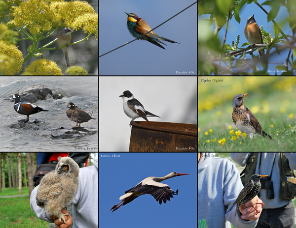 The Birds of Europe: 2020 Calendar