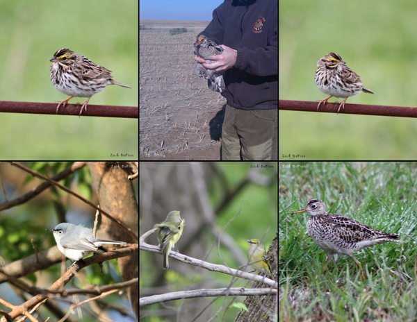 The Birds of Oklahoma: 2020 Calendar