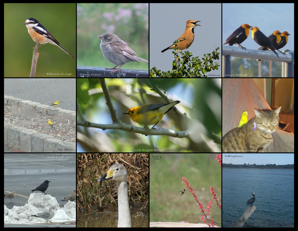 The Birds of the World: 2020 Calendar