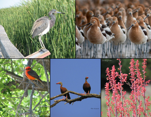 The Birds of Texas: 2020 Calendar