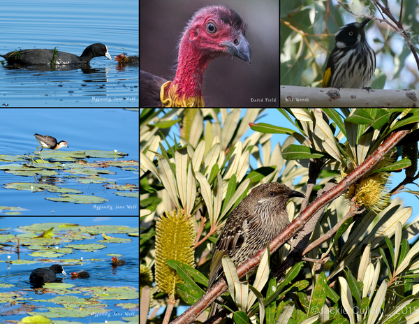 The Birds of Australia: 2020 Calendar