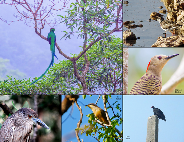 The Birds of Mexico, Central America, and the Caribbean: 2020 Calendar