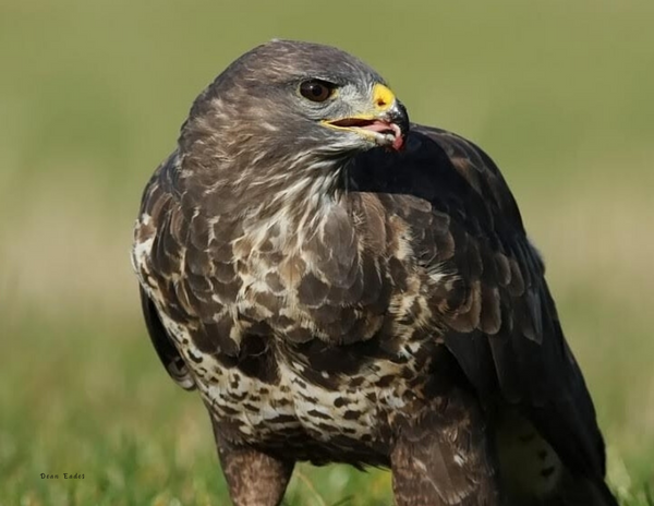 The Birds of Scotland: 2020 Calendar