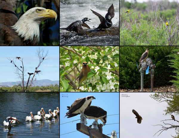 The Birds of the West: 2020 Calendar