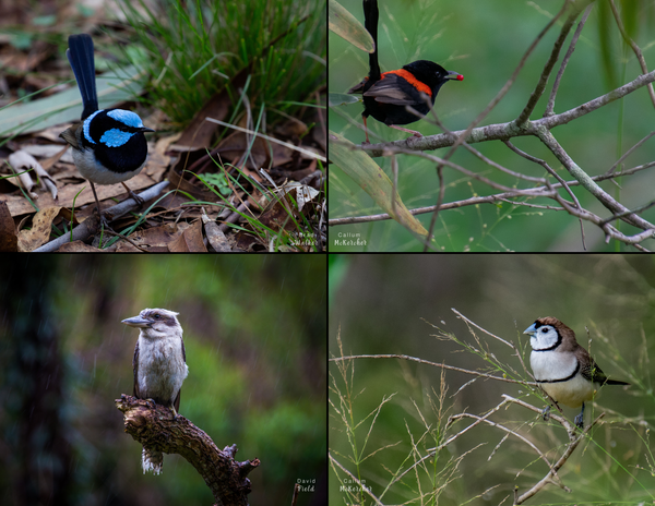 The Birds of Australia: 2020 Calendar