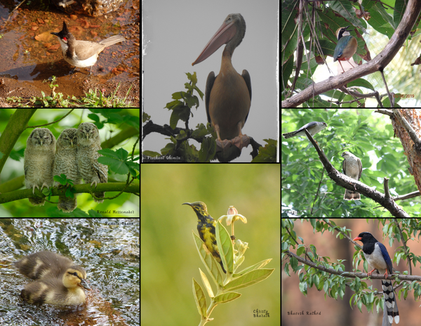 The Birds of Asia: 2020 Calendar