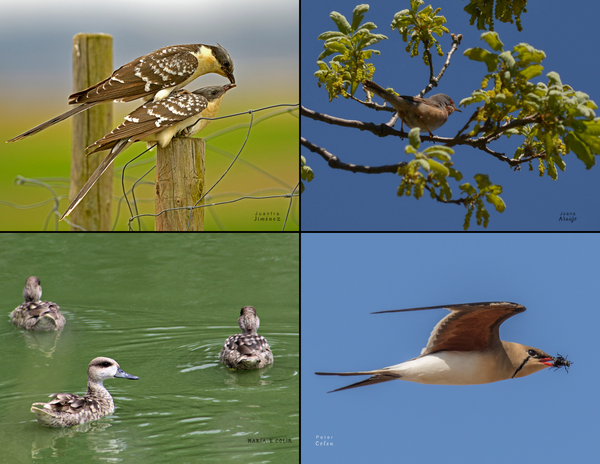 The Birds of Spain: 2020 Calendar
