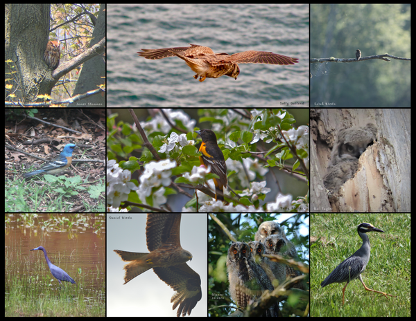 The Birds of the World: 2020 Calendar