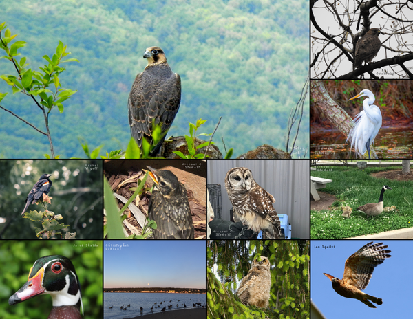 The Birds of the East Coast: 2020 Calendar