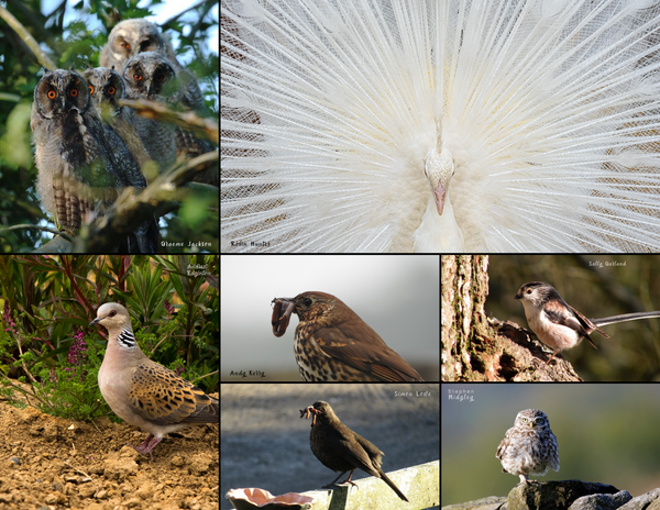 The Birds of England: 2020 Calendar