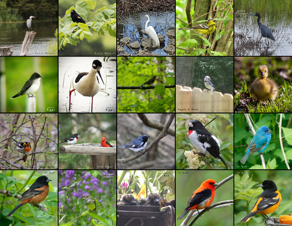 The Birds of the Midwest: 2020 Calendar