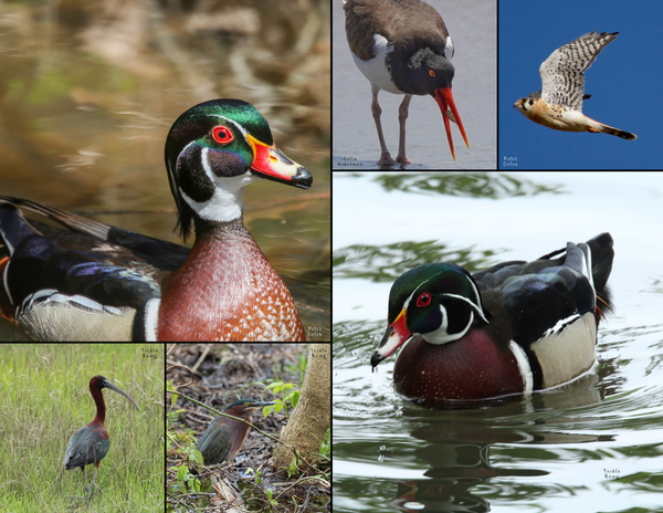 The Birds of New York: 2020 Calendar