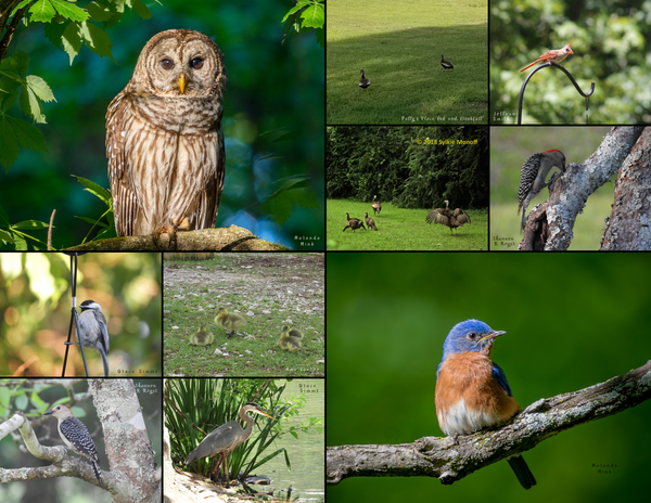 The Birds of the South: 2020 Calendar
