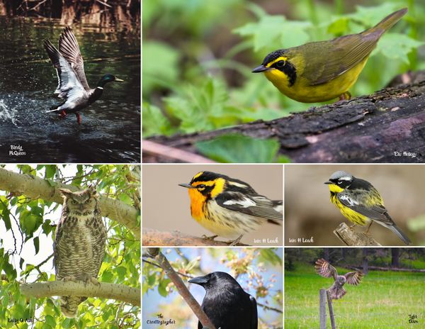 The Birds of Canada: 2020 Calendar