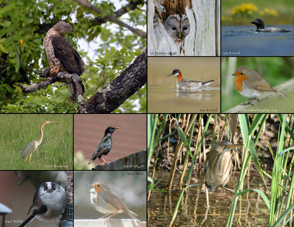 The Birds of Europe: 2020 Calendar
