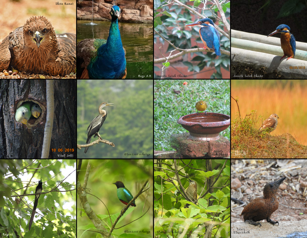 The Birds of Asia: 2020 Calendar