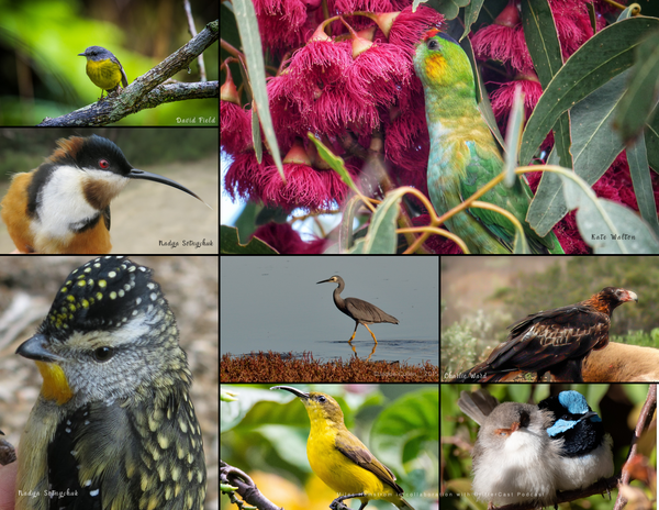 The Birds of Australia: 2020 Calendar